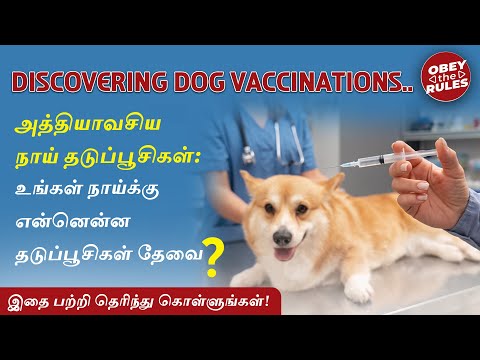 DISCOVERING DOG VACCINATIONS.. உங்கள் நாய்க்கு என்ன தடுப்பூசிகள் தேவை? #dog #obeytherules #otr