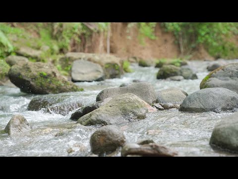 Calming Piano Music for Sleep and Relaxation | Bird & River Sounds