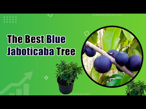 Explore The Mesmerizing World of Blue Jaboticaba | Everglades Farm