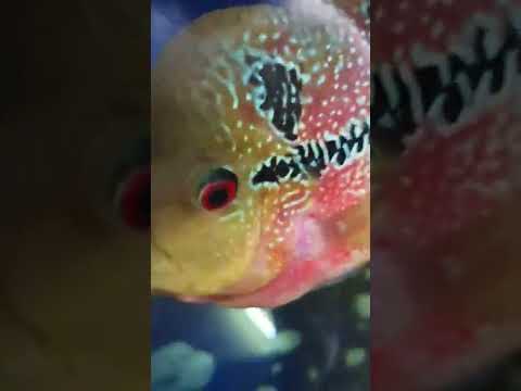 #flowerhorn #aquarium #couple