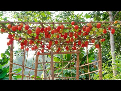 Full Video: 80 days of growing tomatoes and the secret to making them bear fruit