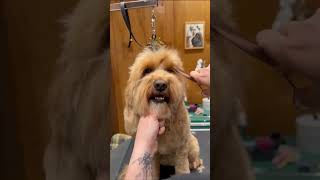 I groomed this goldendoodle in 20 seconds 😆 #dogvideos  #dogmakeover #doggrooming #jessronagrooming