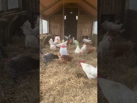 What do chickens love doing more than anything else?? ……… scratching 😍 #chickenvideo #shorts