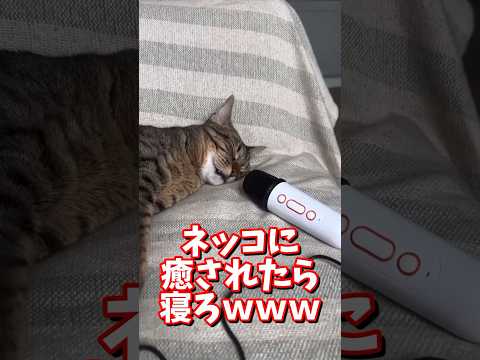 ネッコの動画で癒されたら寝ろｗｗｗ　#2ch #2chまとめ 動物スレ #2ch面白いスレ #動物 #犬 #猫 #癒やし #ねこ動画