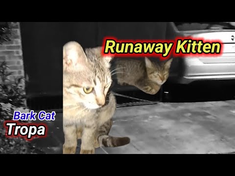 "Kitten Runaway Ang Go To the Neighbours House"