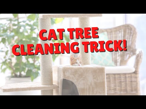 Cat Tree Cleaning Trick You Must Know | Two Crazy Cat Ladies