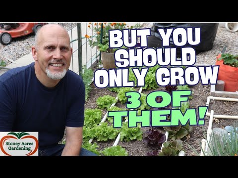 4 Types of Lettuce to Grow in Your Garden