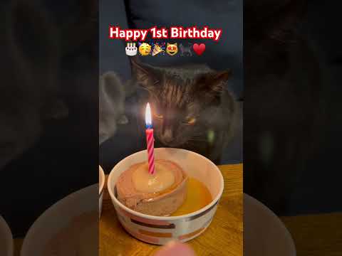 Baby Yoda and Mushty 1st Birthday! 🎂 🥳 #catlover #happybirthday #furbabies