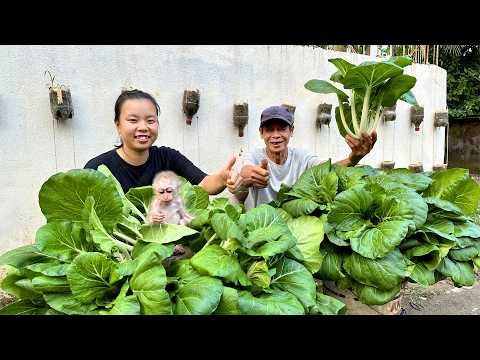 The Happy Day of Baby Monkey Kaki: Harvesting Vegetables and Cooking with Mom