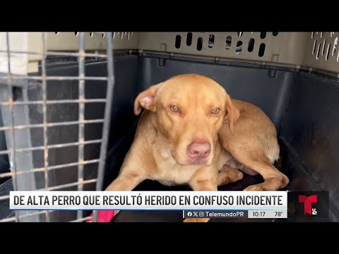 Perrito es dado de alta tras resultar herido en confuso incidente