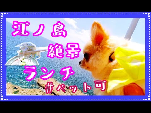 ペット可🐶江ノ島絶景ランチ🌊しらすハーフ丼🐟魚見亭🌟チワワ💖With pets🐶 Enoshima superb view lunch ⛵Shirasu half bowl 🐠Uomitei 🍴