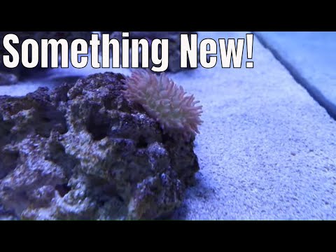 New camera for my marine aquarium