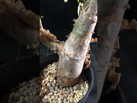 1円スタート 発根済み 灌木 コミフォラ クア Commiphora kua  高さ64cm 希少 出葉済み