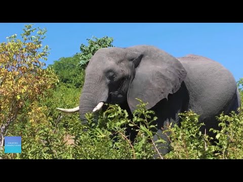 Quiet Music For Kids In The Classroom - Elephants - Calming music for children