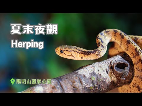 Late Summer Herping | Slug snakes, stag beetles, flying squirrel