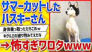 【2ch動物スレ】ハスキーさんがサマーカットした結果…もはやホラーで怖すぎワロタwwww