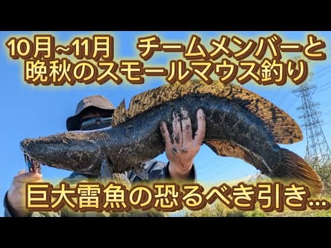 【川のぬし釣り　シリーズ】晩秋の川スモールマウスバス釣りにメンバーと釣りに行ったら巨大雷魚が…【怪魚Snake Head】