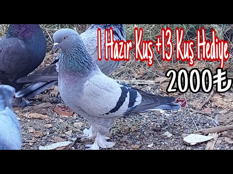 1Hazır Kuş+ 13 Kuş: 2000pey.