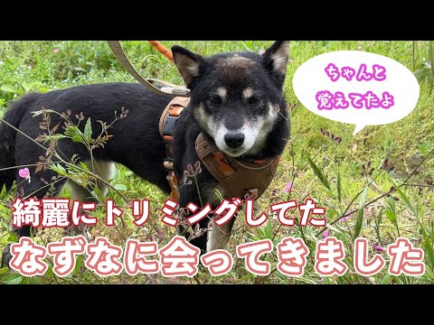 【保護犬なずな】久しぶりの再会‼️覚えるか心配でしたが…