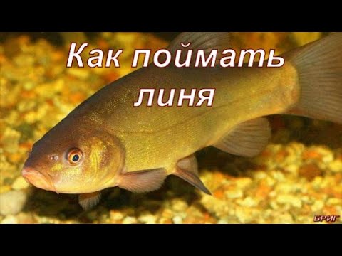 Как поймать линя. Снасть, прикормка, наживка.