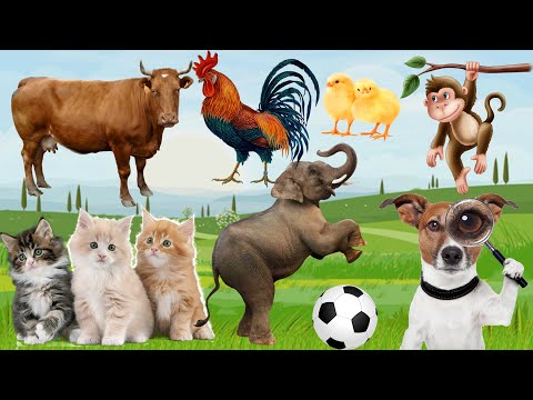 Animals around us: Cats, Cows, Chickens, Dogs, Goat, Elephants... Animal world