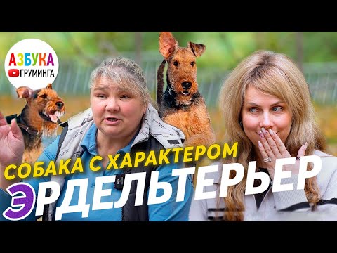 Эрдельтерьер - особенности породы. Груминг и содержание эрдельтерьера. Собака электроника