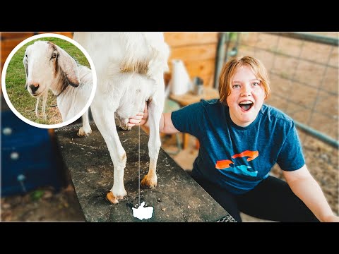 Is our 12-year old goat spontaneously producing milk?