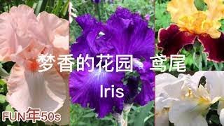 梦香的花园 - 鸢尾花 Iris | 婀娜多姿 香气袭人 花色品种繁多 花期偏短