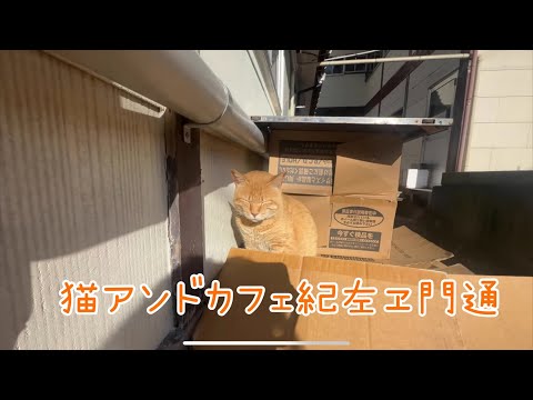 猫アンドカフェ喜左エ門　本格的な冬になる前にのぞいてみた【新潟県】【２０２４冬】【猫巡り】