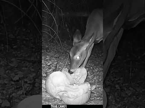 DEER EAT PUMPKINS?! Watch as the this whitetail deer chows down on a Pumpkin Pile in the Woods!