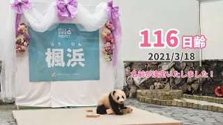 【パンダの赤ちゃん（楓浜）】名前発表「楓浜（ふうひん）」〜その瞬間スタッフは〜（116日齢）