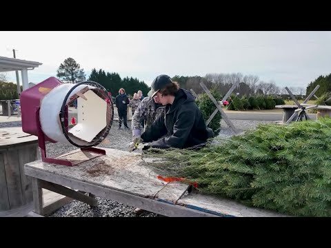 Finding the perfect Christmas tree at Don's Tree Farm