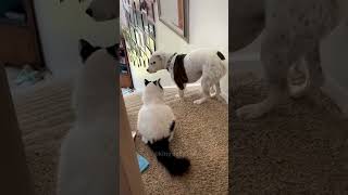 Cat:You shall not pass,dog! #funny #happypets #cat #dog #pets #funnyanimal