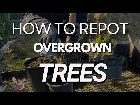 Tree Repotting Chaos: Turning Root Disasters into Plant Mansions