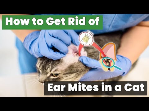 How to Get Rid of Ear Mites in a Cat Without Expensive Treatments!