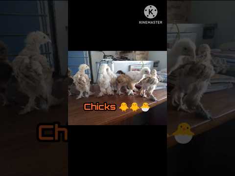 Brahma Chicks & Parents #youtubeshorts #brahmachicken #desipoultryfarming