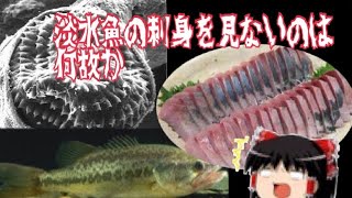 【ゆっくり解説】なぜ淡水魚を刺身で食べないのか？顎口虫の危険性！