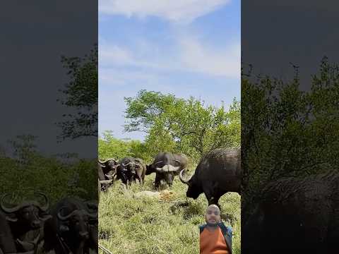 Buffalo 🐃 vs lion 🦁 fight 😱 #krugersightings #kruger #greaterkruger #africanwildlife #animals