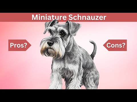 Miniature Schnauzer: The Pros & Cons of Owning One