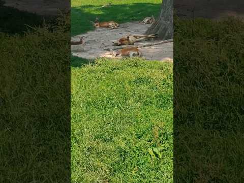 Kangaroos vs. Hot Weather