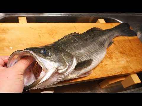 スズキのさばき方と刺身～How to filet Japanese sea perch and sashimi