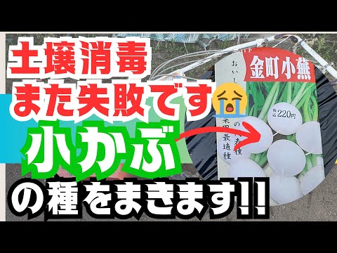 【秋冬野菜】、【小かぶ】の種を蒔きます‼️【太陽熱土壌消毒】また失敗です😅