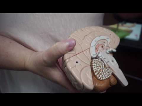 Brain Anatomy: Brainstem, Ventricles, Diencephalon.