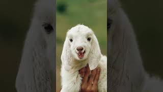 Show it to the cutest person #goat #cuteanimal #babylamb #cutefarmanimal #cute #animals