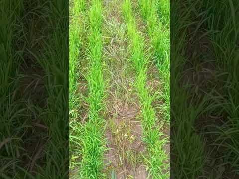 Result of Herbicide Spray in Direct Seeded Rice #shorts #agriculture #dhan