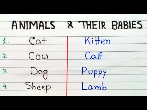 Animal’s baby names easy learning |Baby animals names learning | How to know baby animals