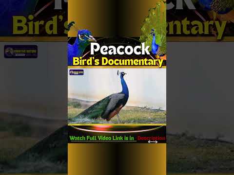 Watch Full Video on Peacock Bird's Documentary | Creative Nature  #peacock #birds