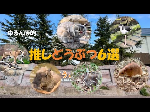 ゆるんぽ的『推しどうぶつ６選』！！