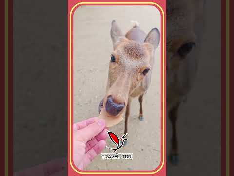 POLITE BOWING NARA DEER in JAPAN #deer #narapark #naradeer  #animals #travel #japan #旅行 #鹿 #奈良 #ASMR