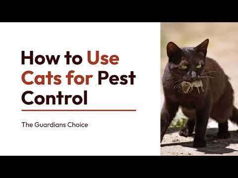 How to Use Cats for Pest Control | 8 Steps | The Guardians Choice